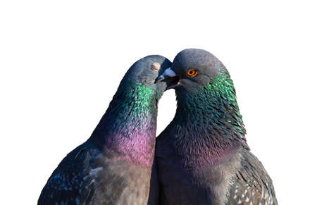 kissing doves in the shape of a heart on a white background
