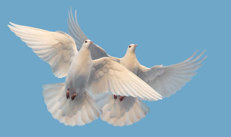 white doves of peace and freedom fly in the skyの写真素材