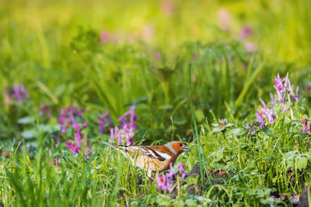 chaffinch drinks dew from grass among spring flowers