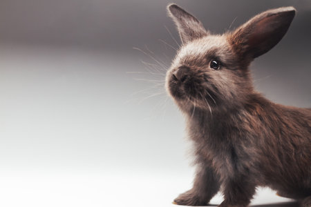 black rabbit on a white background looks upの写真素材