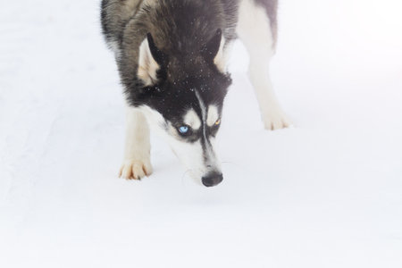 Husky follows a trail on white snowの写真素材