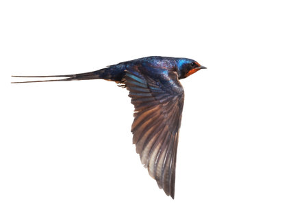 barn swallow in flight isolated on white backgroundの写真素材