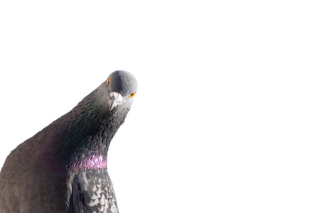 Dove interesting looks into the camera on whiteの写真素材