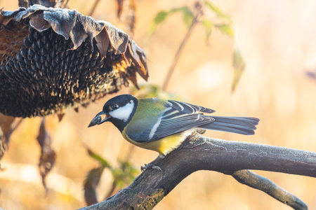 Titmouse in the morning with a seed in its beakの写真素材