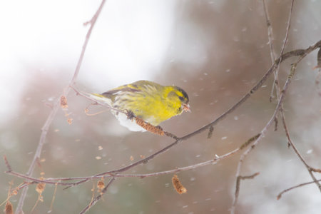 siskin eating birch seeds in snowfallの写真素材