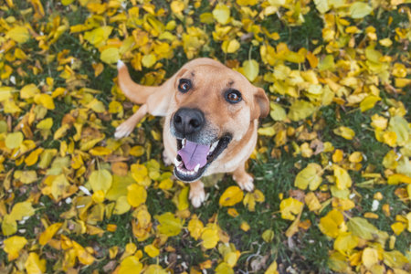 beautiful happy dog in autumn foliage