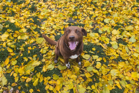 happy dog in autumn foliage