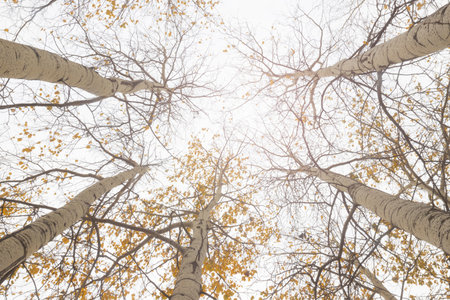 tall trees and falling yellow foliageの写真素材