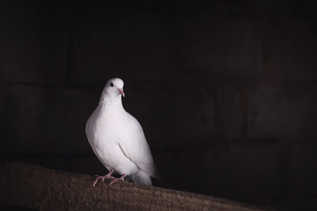 white dove of peace sits in the darkの写真素材