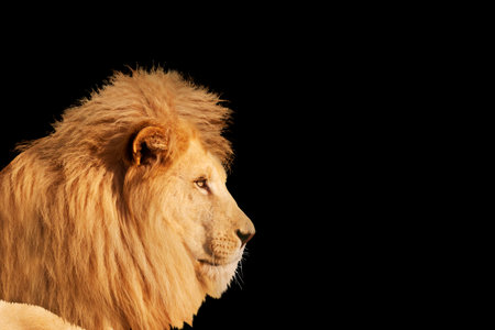 lion close-up portrait isolated on black backgroundの写真素材