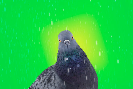pigeon looking at camera through rain against green backgroundの写真素材