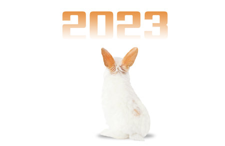 rabbit looks at the numbers of the new year 2023 isolated on a white backgroundの写真素材