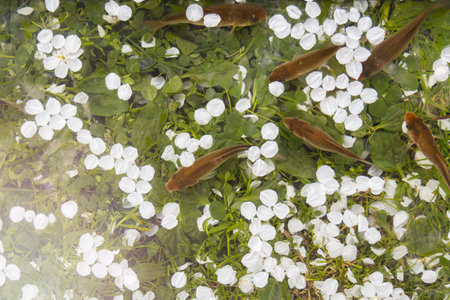 fish and petals of spring flowers top view