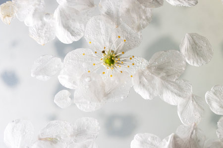 white spring cherry petals in water