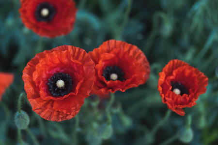 red poppy flowers top viewの写真素材