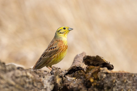 yellowhammer standing on a stumpの写真素材