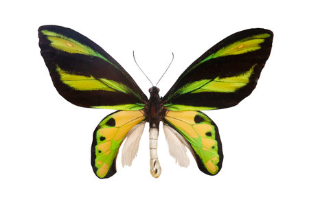 ornithoptera , butterfly isolated on white backgroundの写真素材