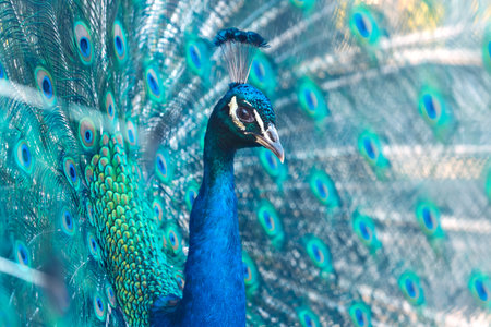 close-up peacock fluffed colorful tailの写真素材