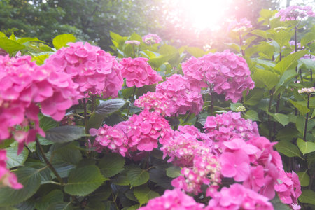 hydrangea blooms, panorama in sunset raysの写真素材
