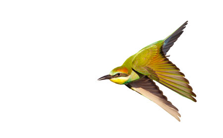 colorful wild bird flying isolated on whiteの写真素材