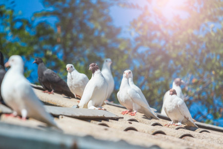 pigeons white thoroughbred sitting on the roofの写真素材
