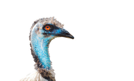 emu ostrich close-up portrait, isolated on whiteの写真素材