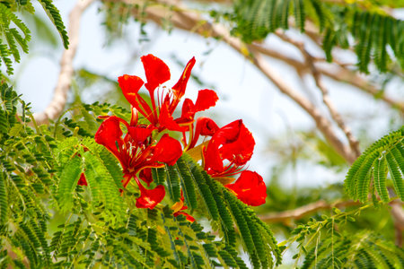 red flowers in an oasis in the desert