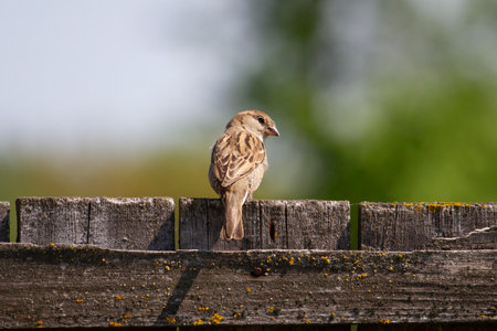 sparrow sitting on a wooden fenceの写真素材