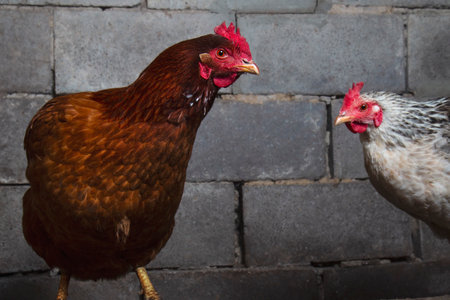 red and white chickens on a brick wall backgroundの写真素材