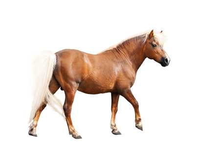 graceful horse with white mane isolated on whiteの写真素材
