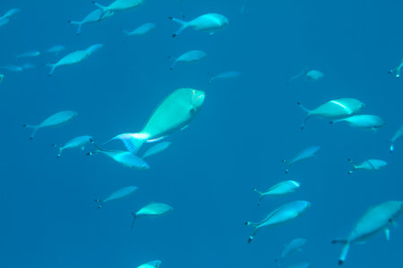 sea fish swims in the depths