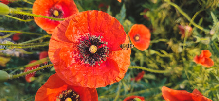 red poppies and a flying bee, top viewの写真素材