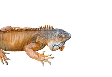 lizard iguana isolated on white backgroundの写真素材