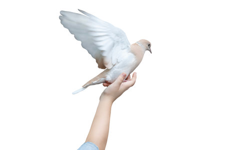 childs hand raises a dove isolateの写真素材