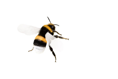 bumblebee in flight isolated on white backgroundの写真素材