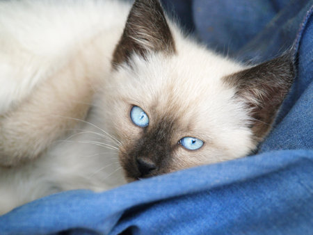 beautiful cat with blue eyes on a blue blanketの写真素材
