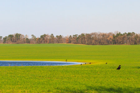 crows at a spring watering hole, on a green field