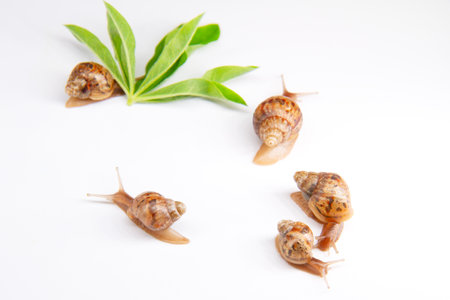 composition with snails and lupine leavesの写真素材