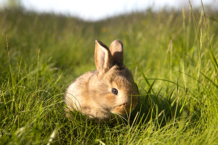 ginger rabbit in the warm spring rays of the sunの写真素材