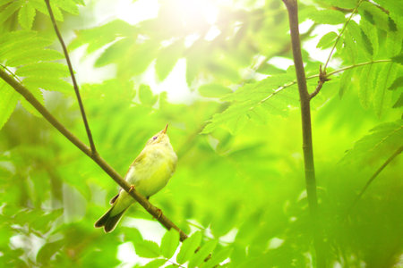 early bird among spring greenery in the morning light