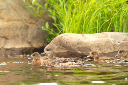 wigeon duck swims with ducklings along a river with rocky banksの写真素材