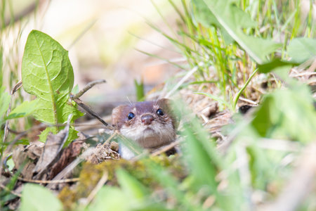 weasel looks out of its hole, animalsの写真素材