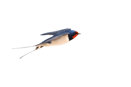 barn swallow flying on white background , the first bird of springの写真素材