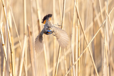 bluethroat flying against a wall of reeds , wild nature