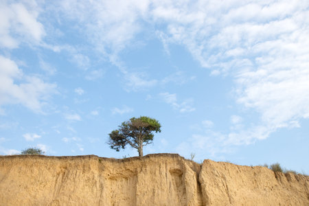 tree grows on a gentle sandy cliffの写真素材
