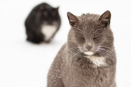 gray and black cats in the snow in a blizzard