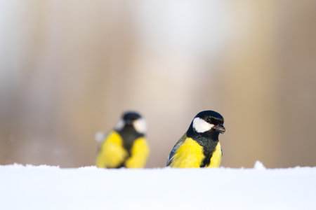 Birds are looking for food in the snow.の写真素材