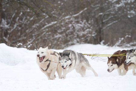 Huskies running in the snow in a sledの写真素材
