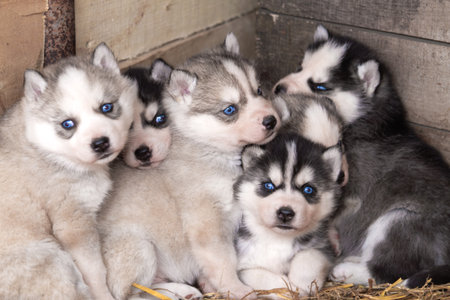 Husky puppies with blue eyesの写真素材