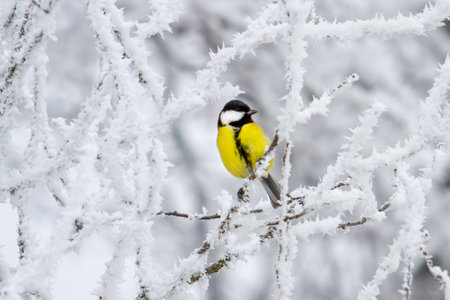 yellow little bird sits on a snowy branchの写真素材